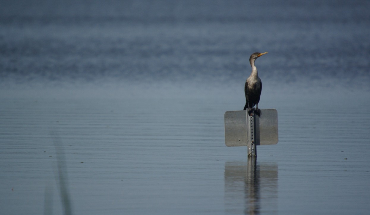 Resting Cormorant