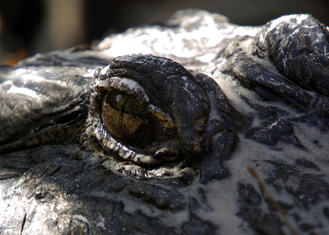 Closeup Gator