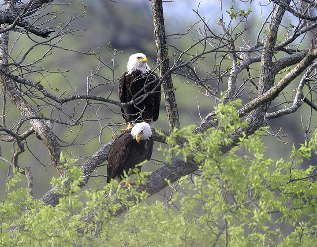 LLano Adult Bald Eagles