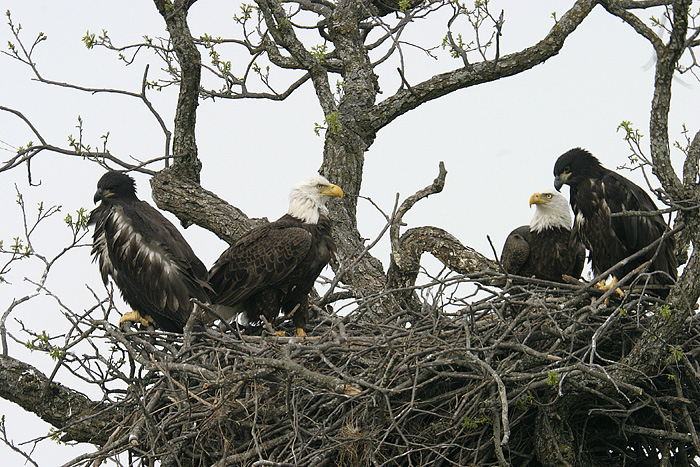 Nesting Bald Eagles in Llano