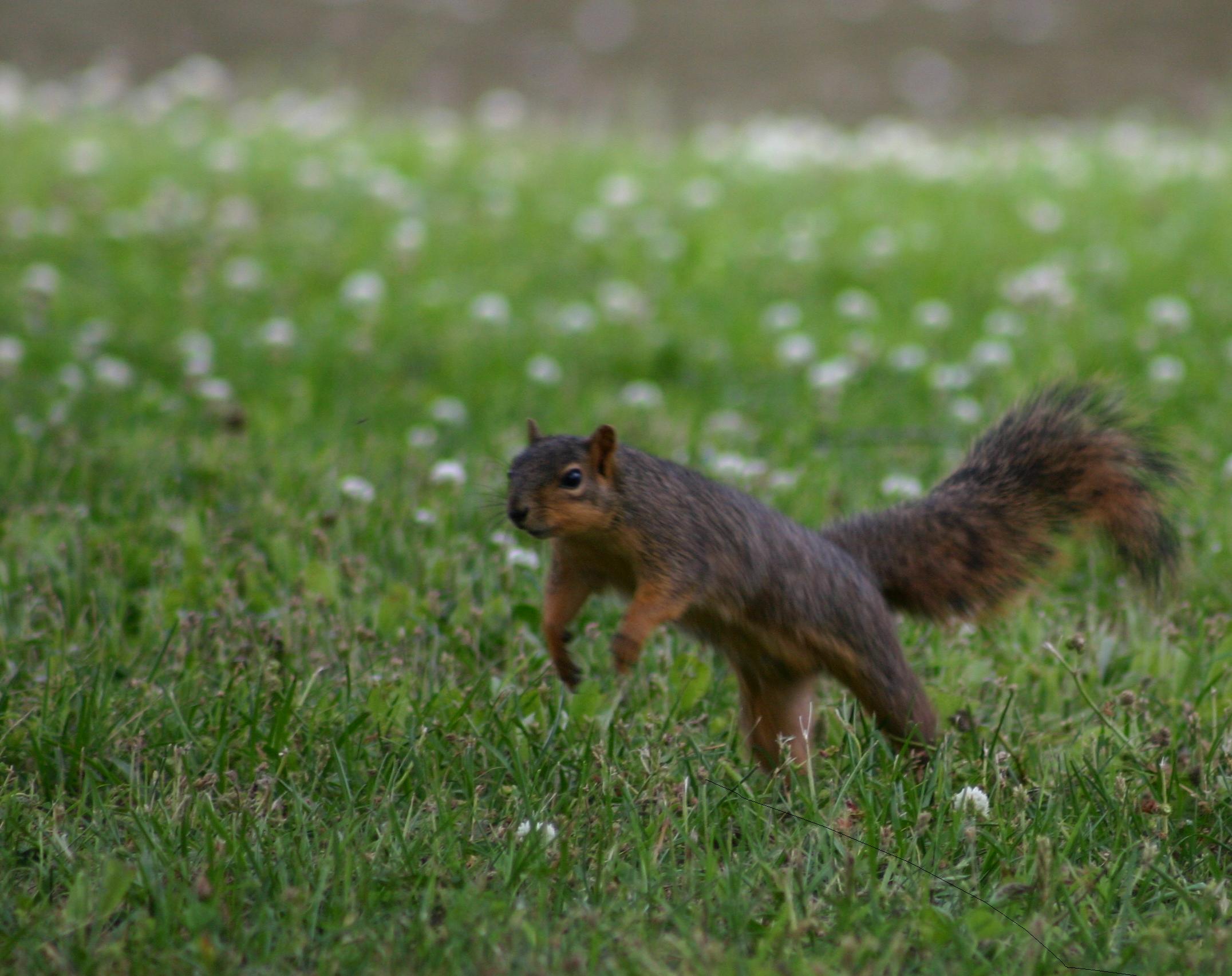 Squirrel in Park
