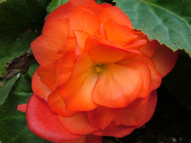 Ablaze