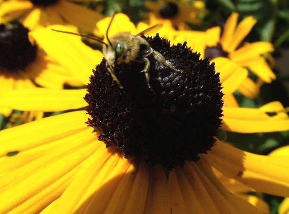 Bee on a flower