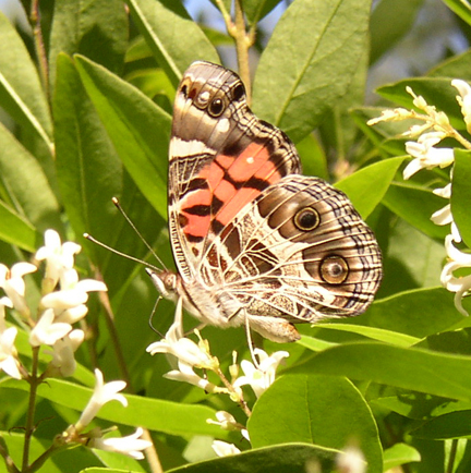 American Lady Butterfly