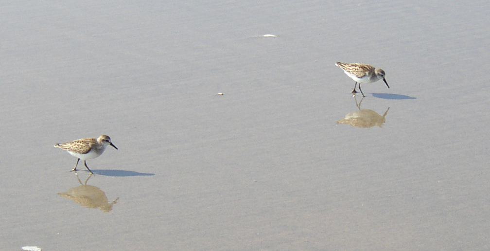 Sandpipers, Their Reflections and Shadows