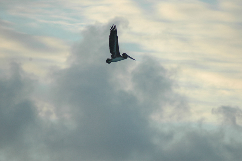 Pelican takes flight