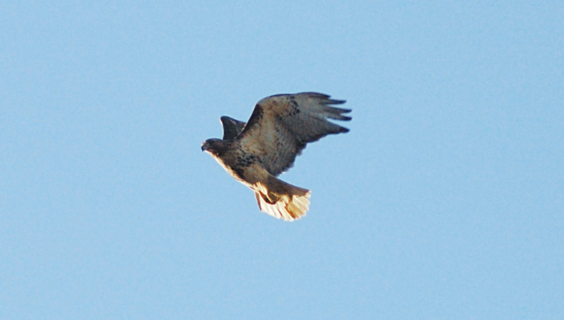 Red-tailed hawk