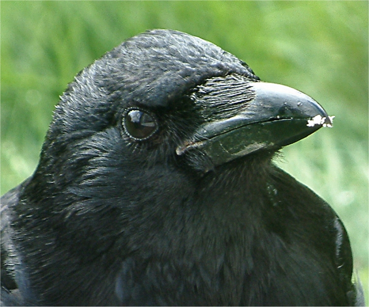 Crow