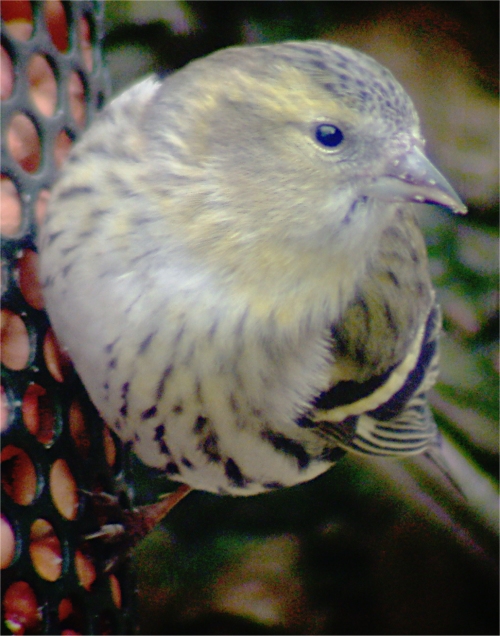 Siskin