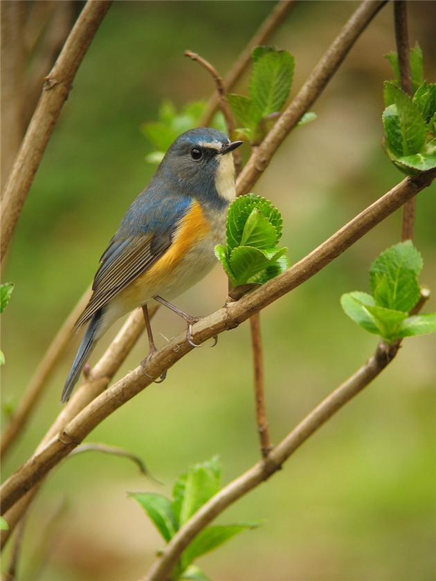 Red-flanked Bluetail