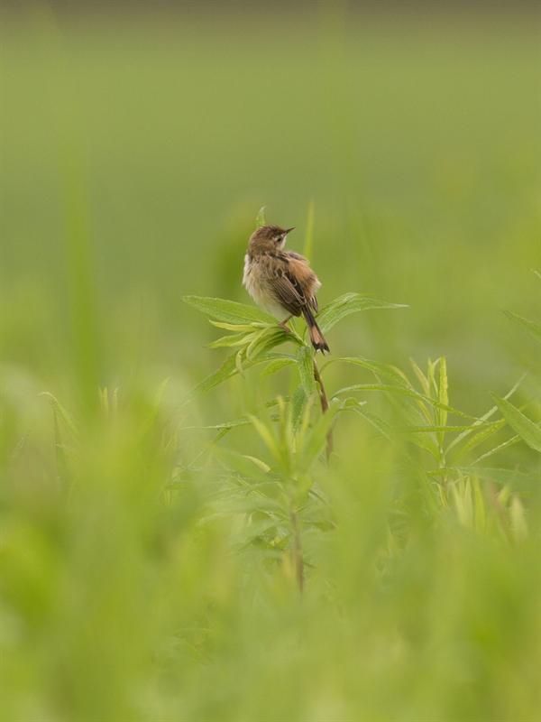 Zitting Cisticola