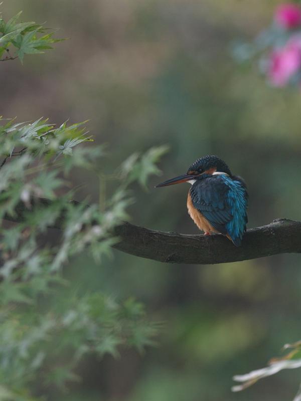 Kingfisher