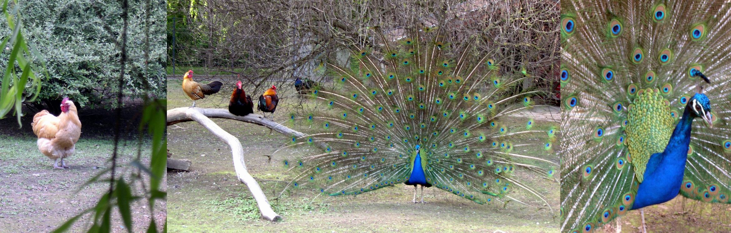 Peacock, rooster & chicken