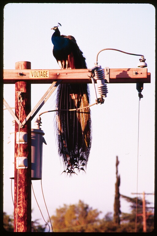 Peacock on Power Pole