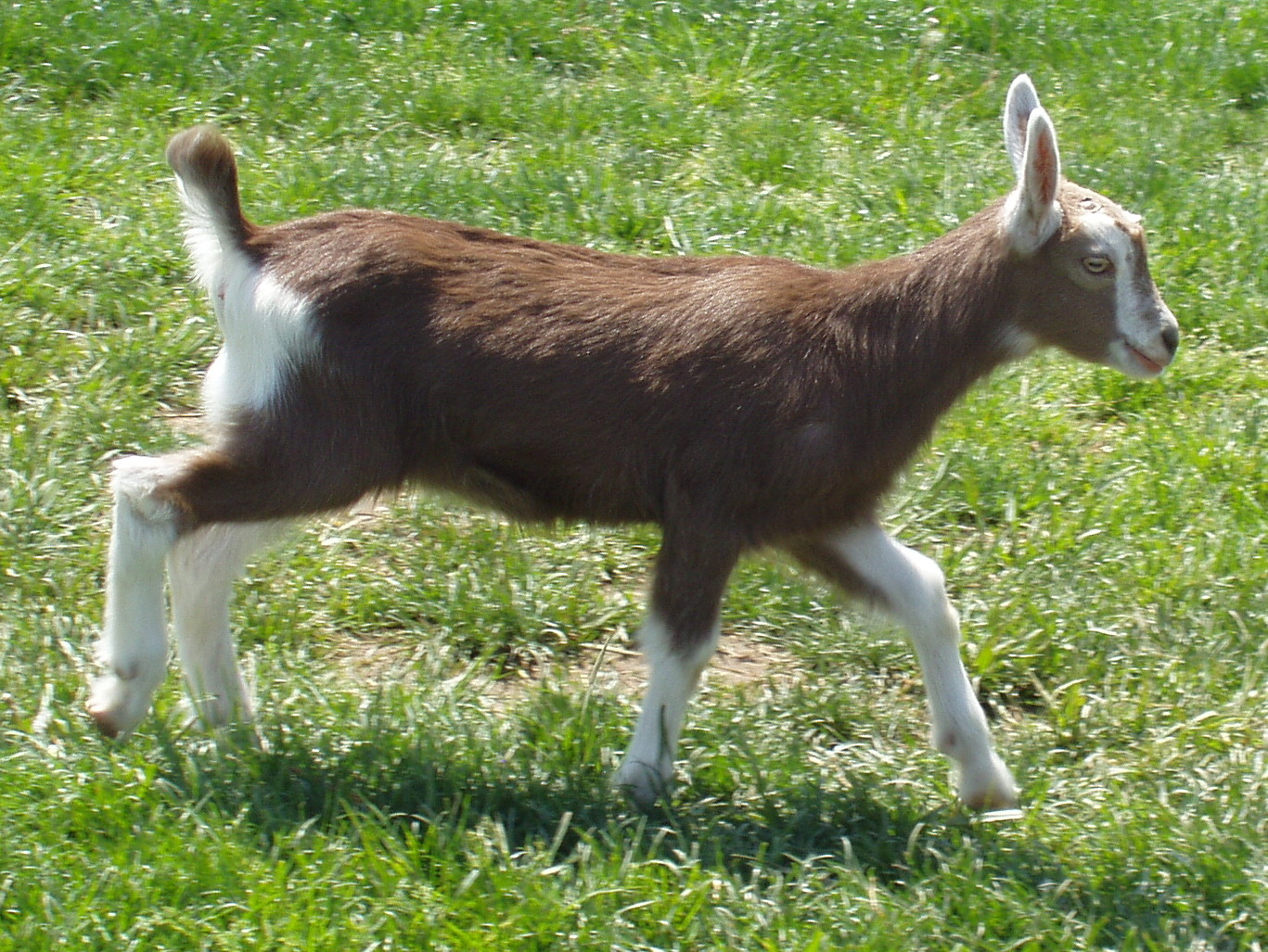 Swiss Milk Goat