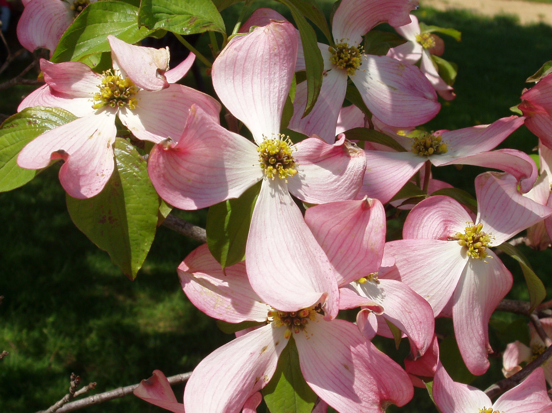 Pink Dogwood