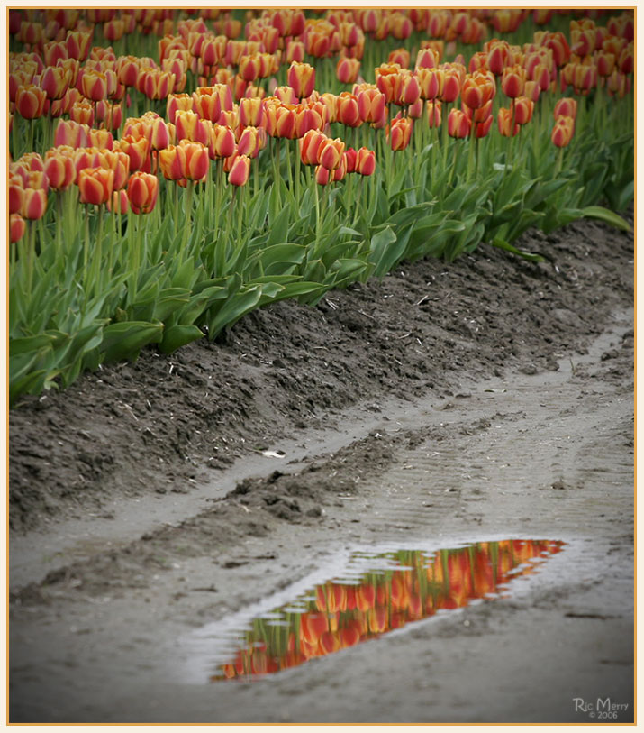 Skagit Tulips