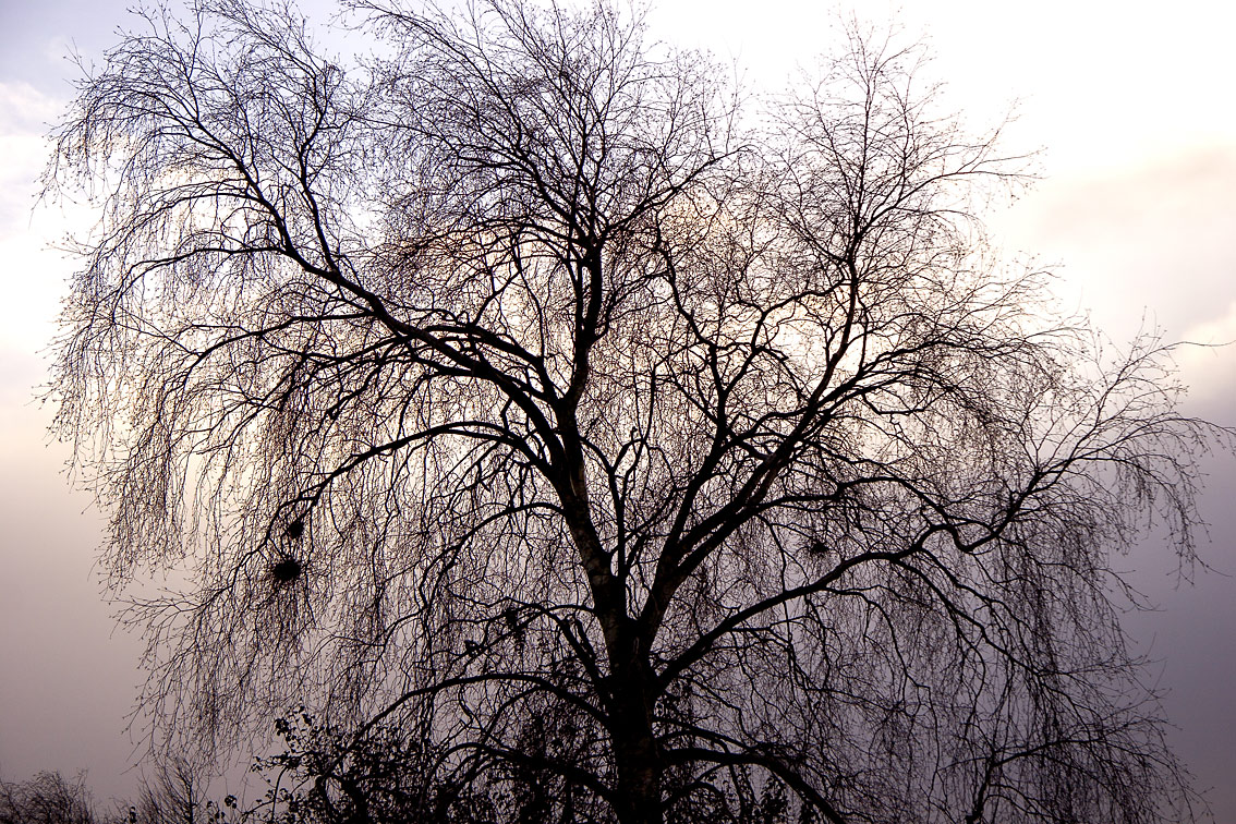 Winter tree