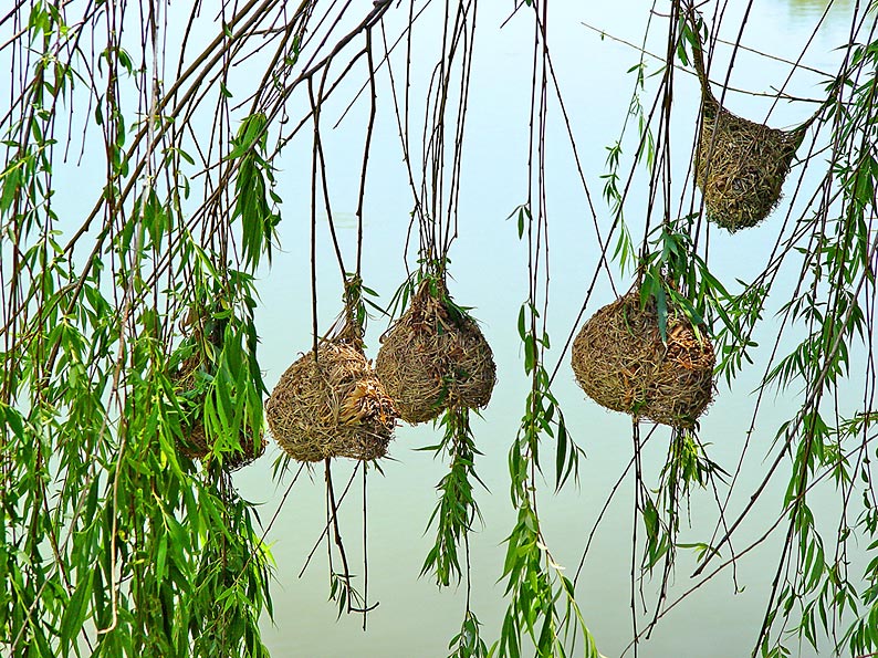 Nests by a weaver bird