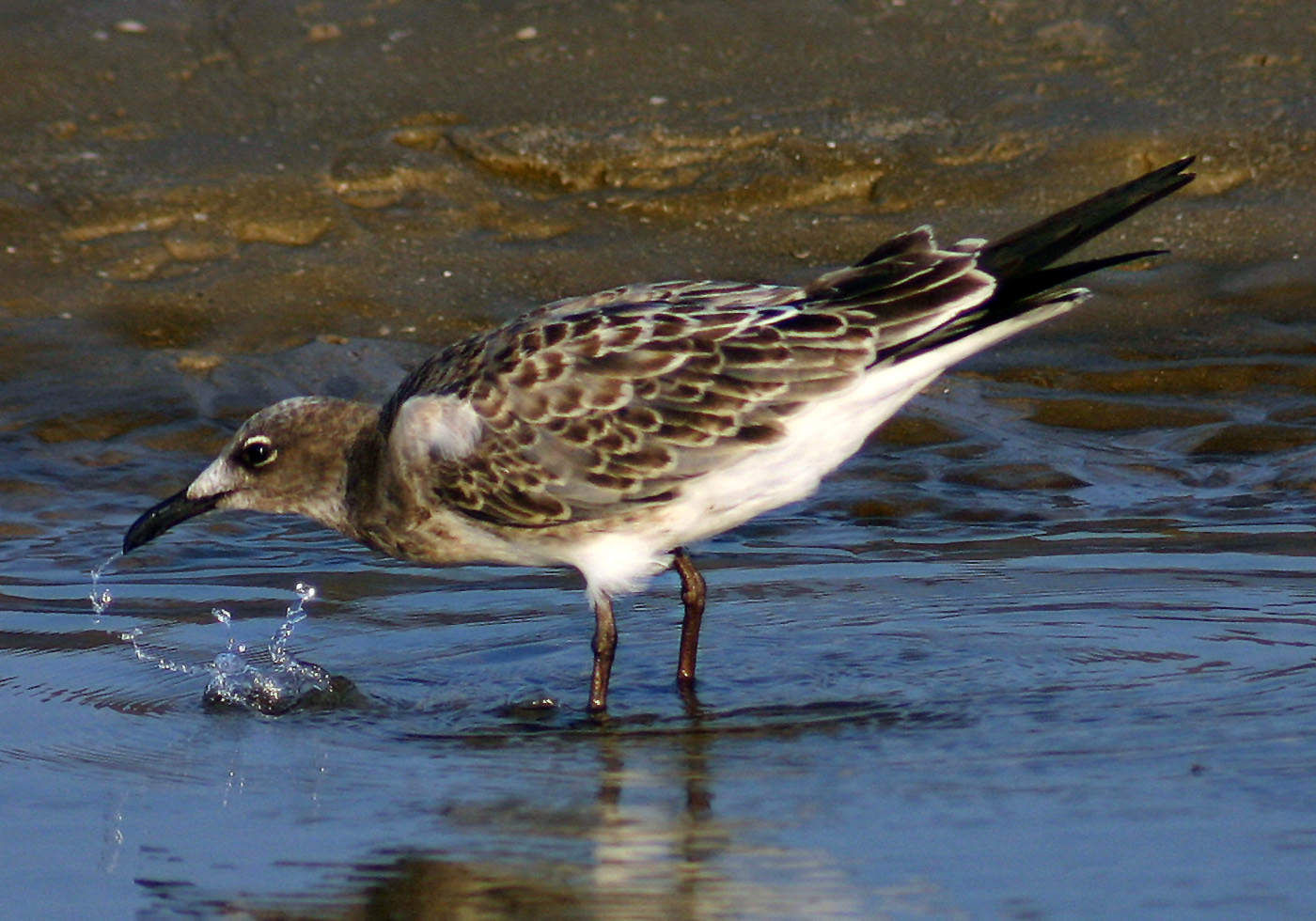Juvenile Laughing Gull