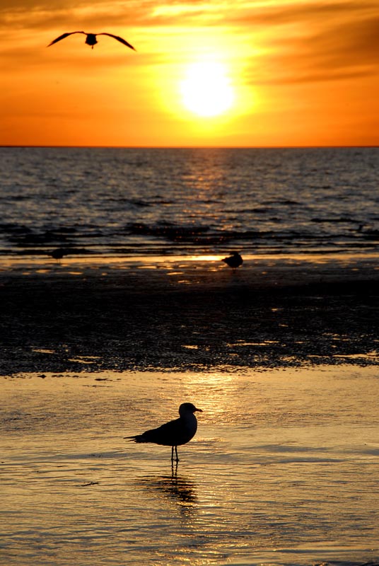 Seagulls at sunset