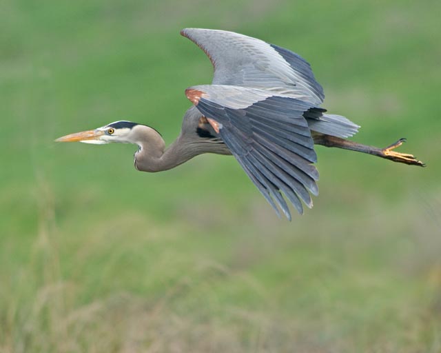 Beautiful Blue Heron