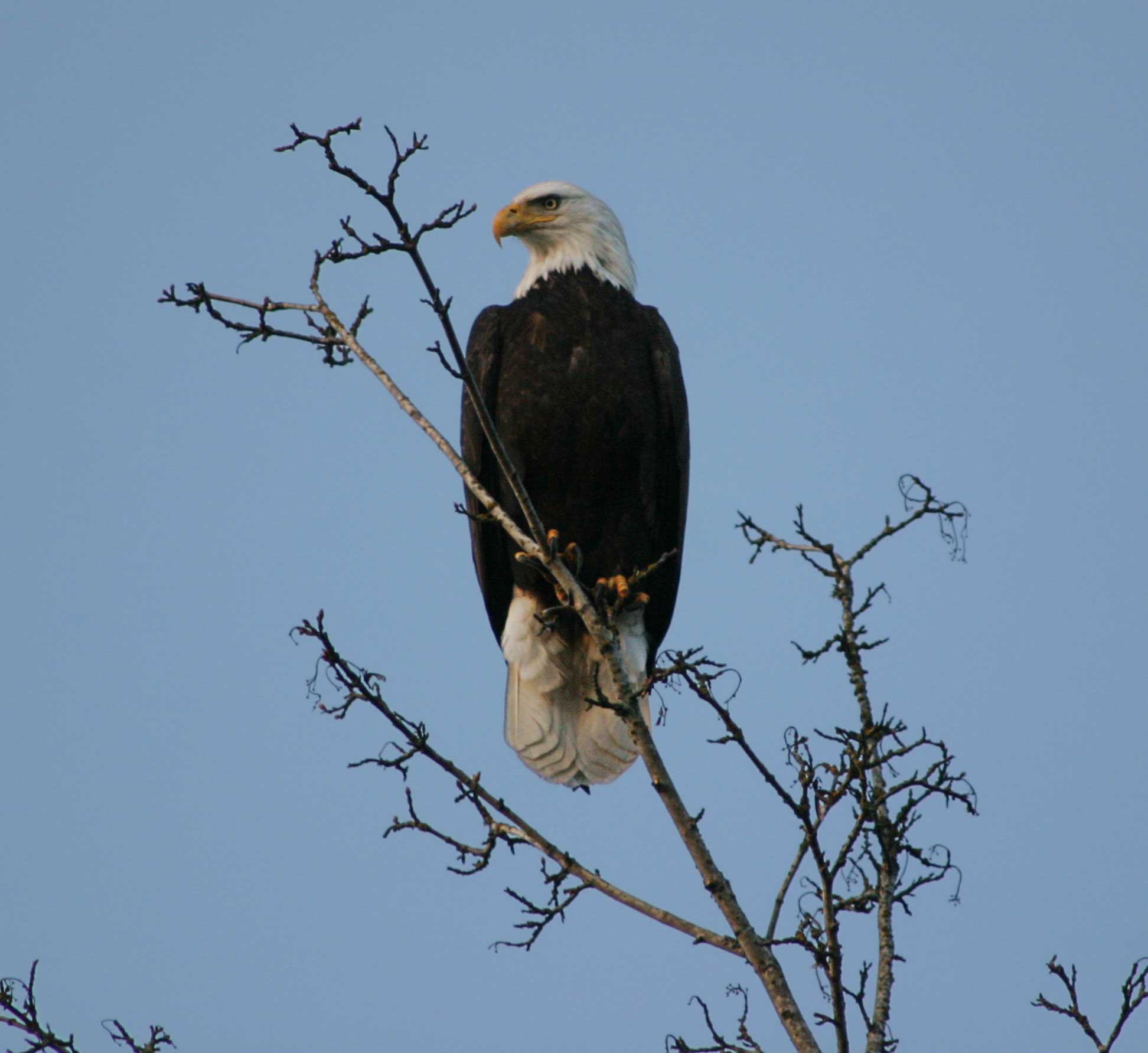 Bald Eagle