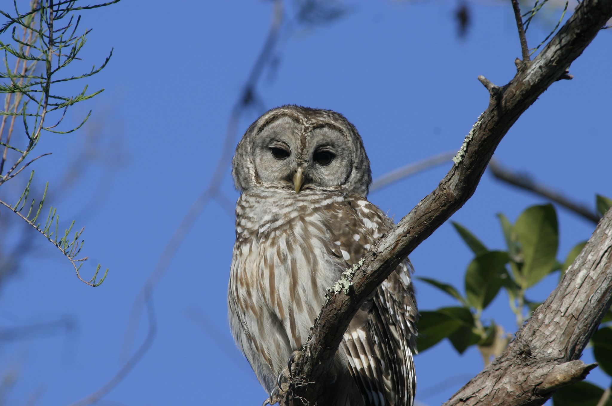Barred Owl Male image