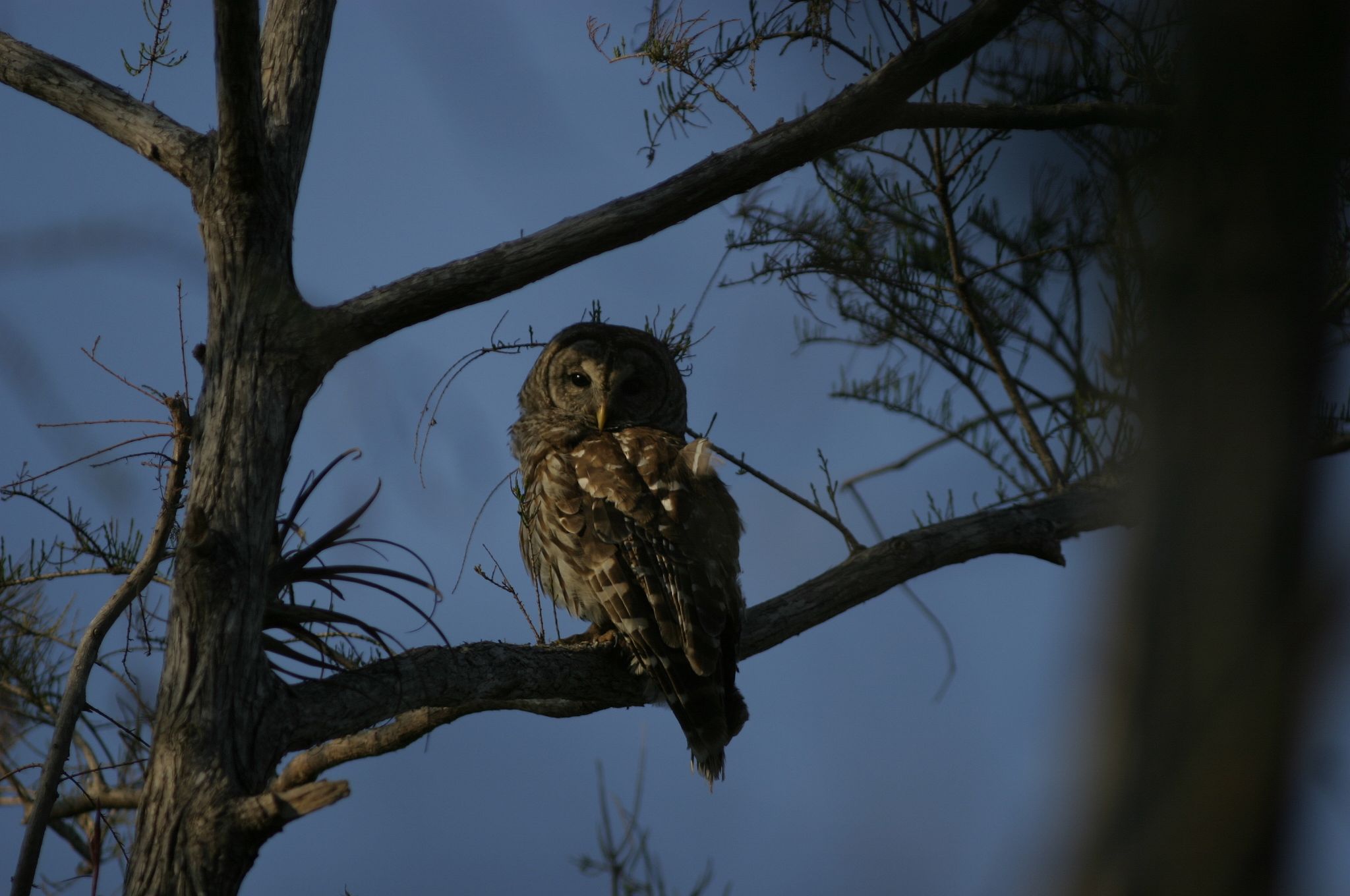 Barred Owl Female image