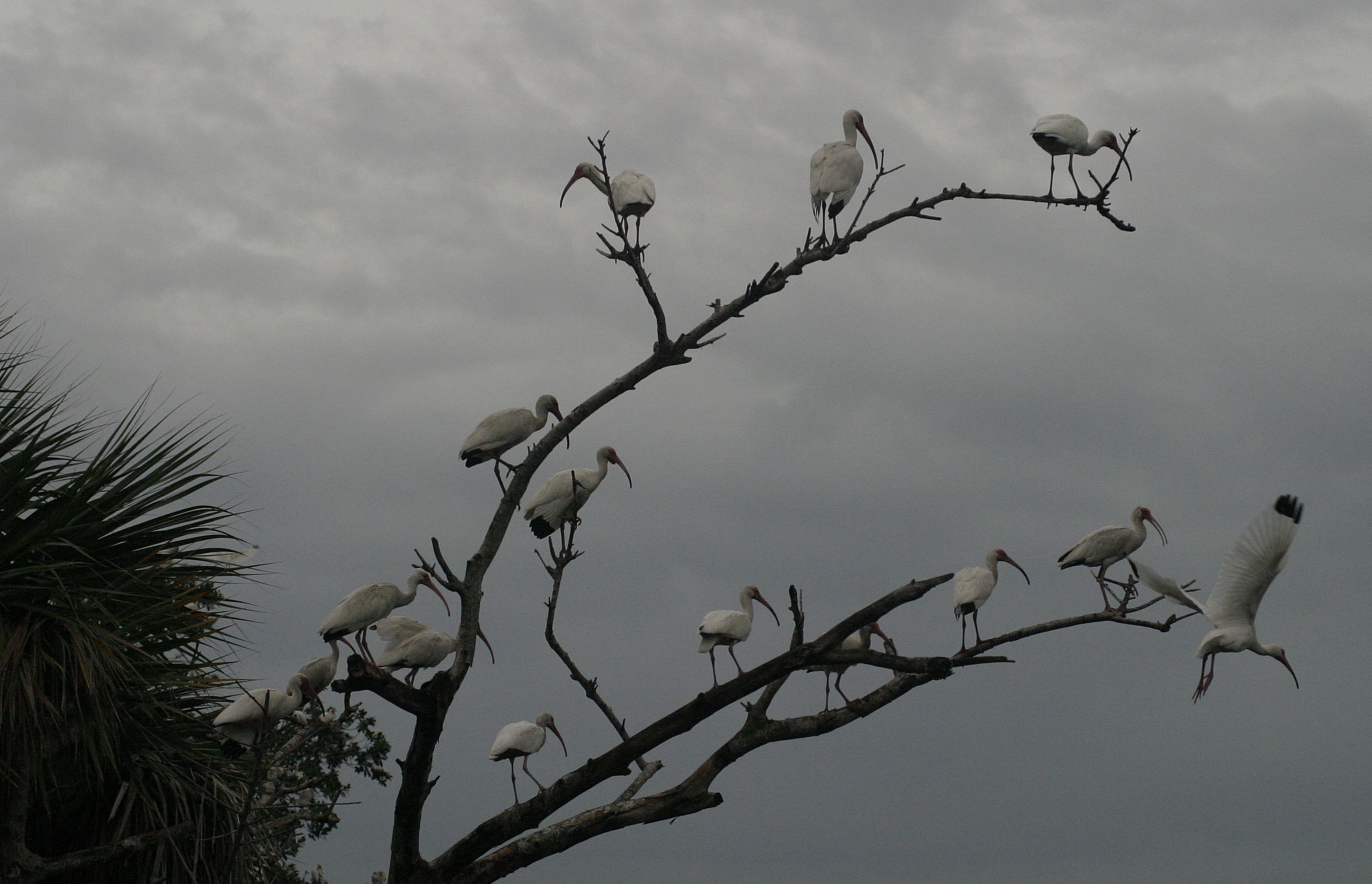White Ibis image