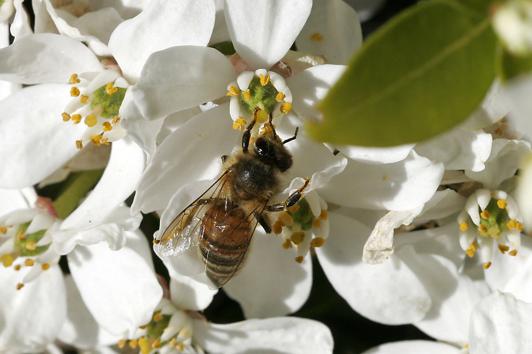 Busy Bee
