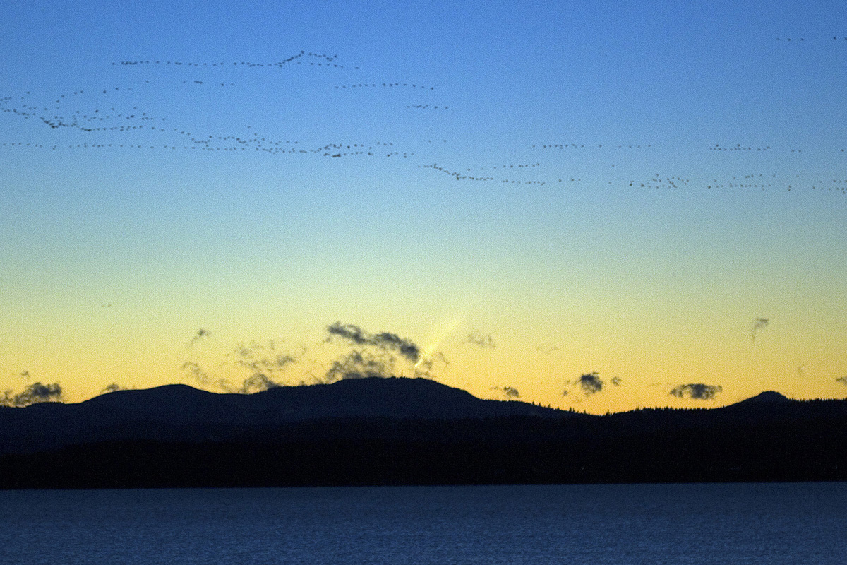Comet McNaught Fern Ridge Reservoir