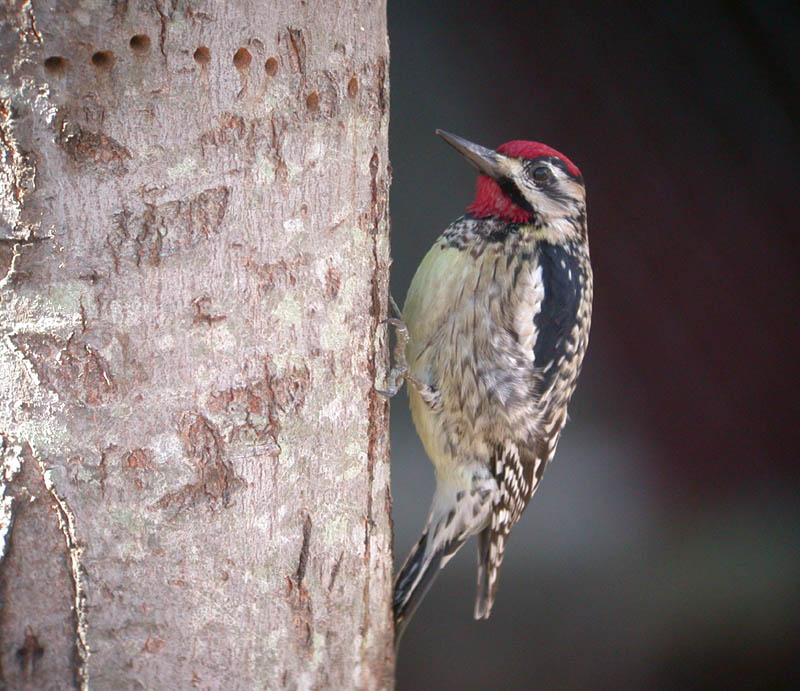 Yellow-bellied Sapsucker