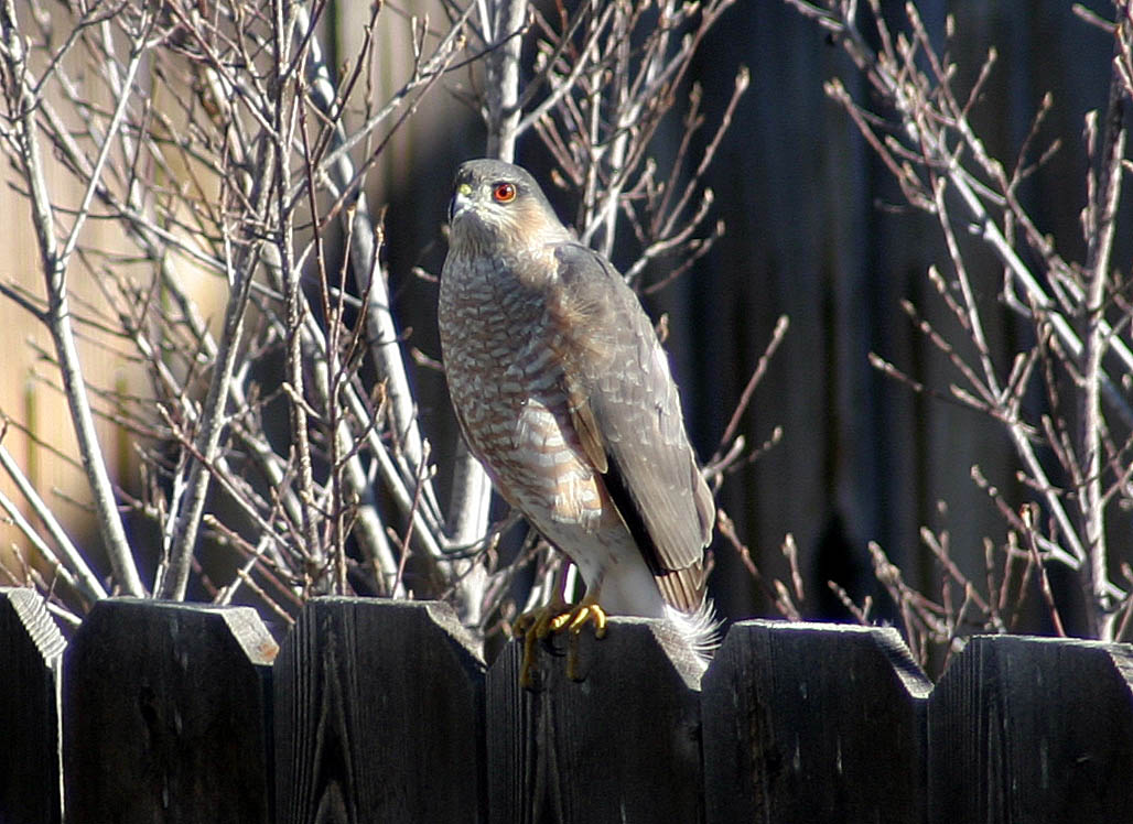 Sharp Shinned Hawk