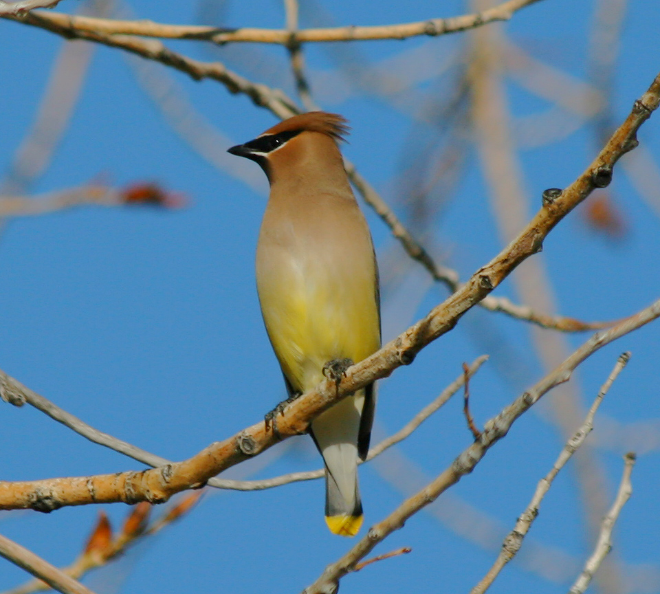Cedar Waxwing