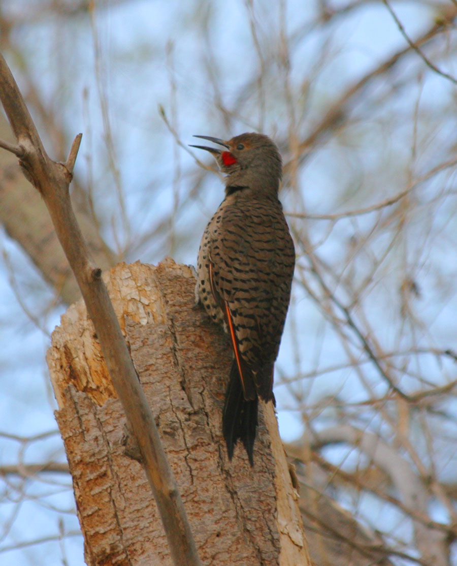 Northern Flicker