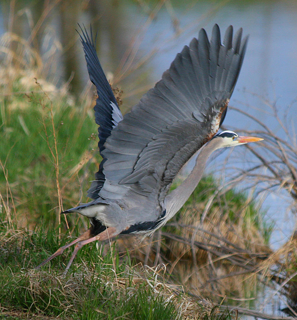 Great Blue Heron