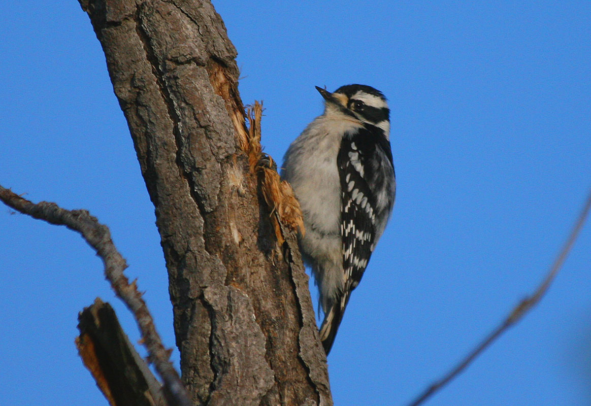 Downy Woodpecker