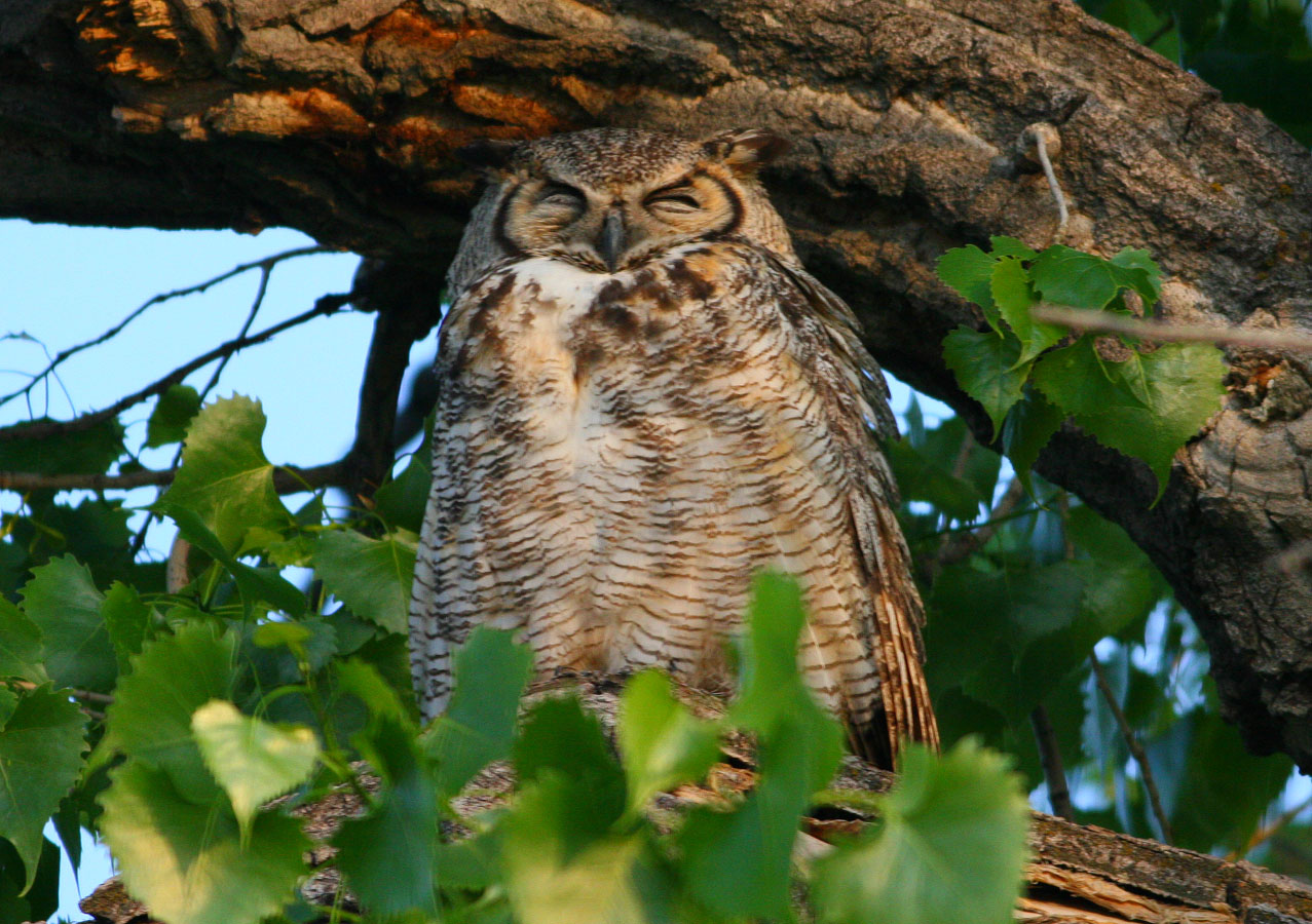 Great Horned Owl