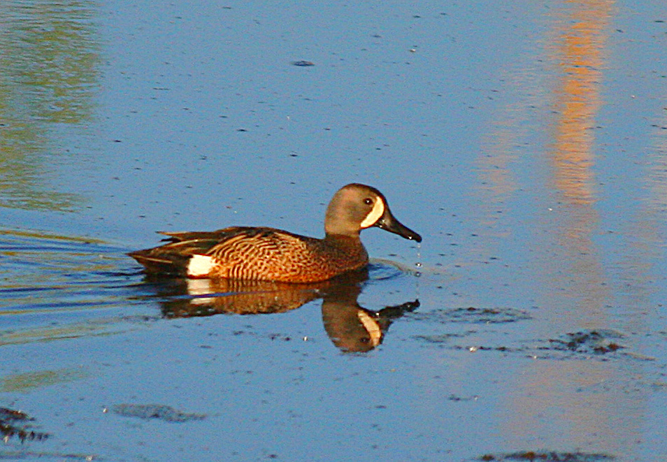 Blue-winged Teal Duck