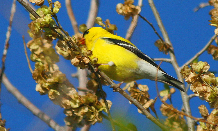 American Goldfinch (male)