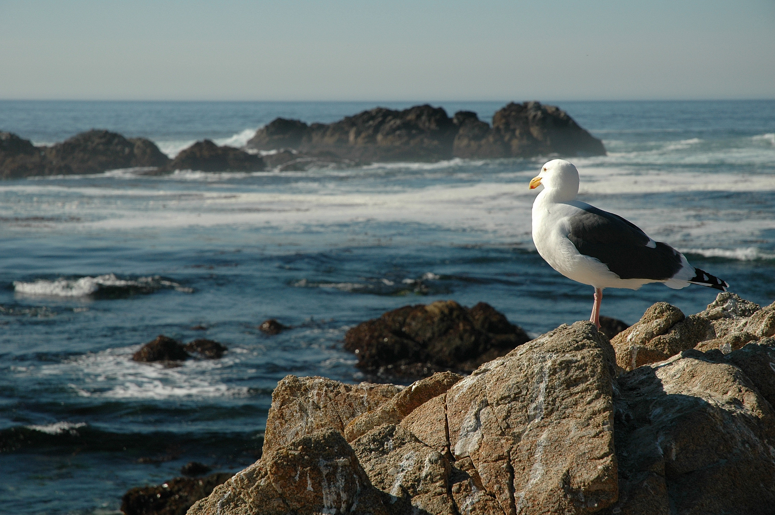 17 Mile Drive Gull