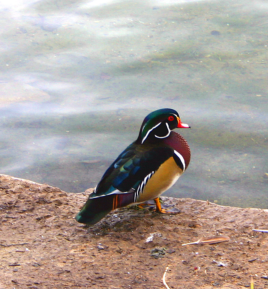 wood duck