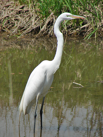 White Heron