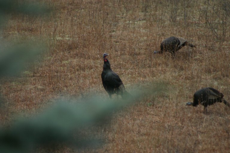 Is it Thanksgiving already?