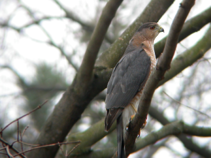 A Bird Watcher