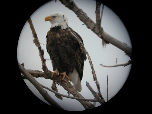 Eagle