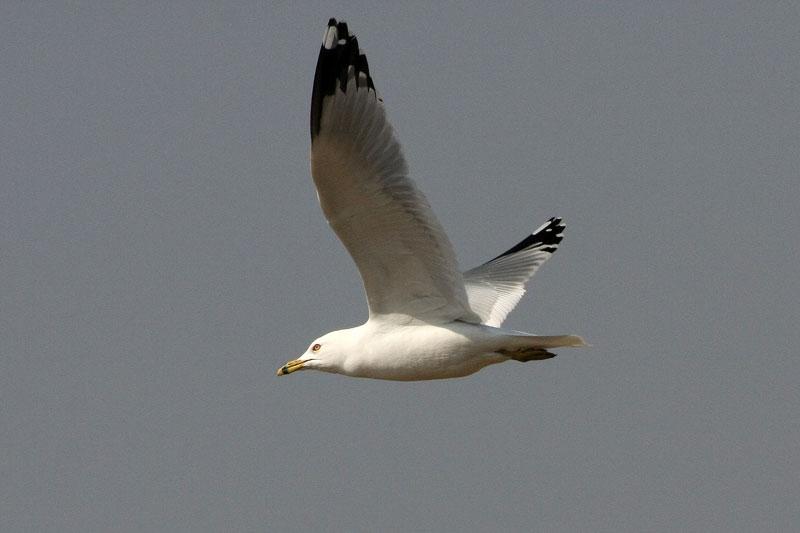 Ring-Billed Gull in Flight image