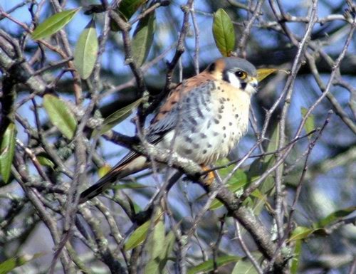 American Kestrel - By Steve Smith, Baton Rouge