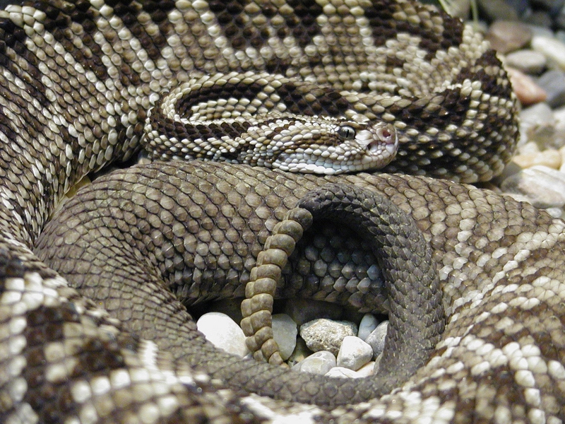 Rattler!